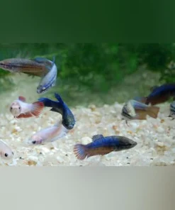 Halfmoon Betta Female