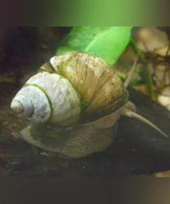 Japanese Trapdoor Snail