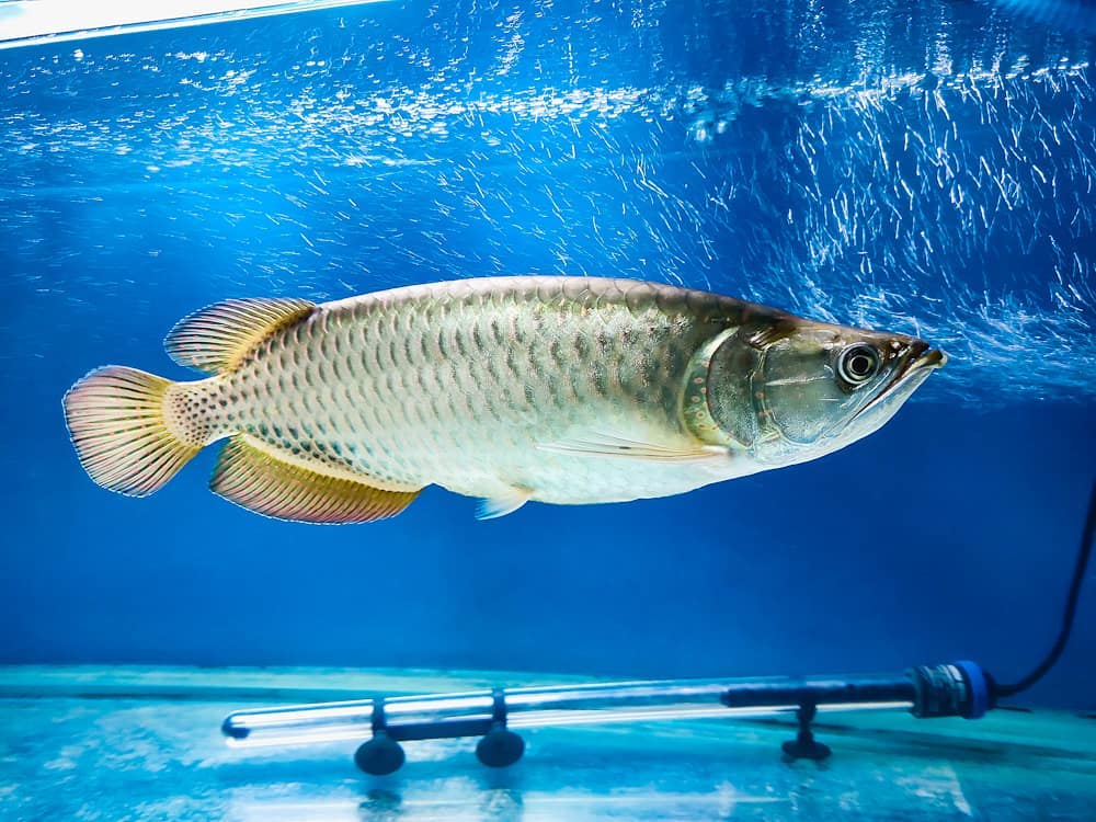 Jardini Arowana Fish
