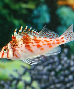 Falco Hawkfish