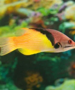 Coral Hogfish