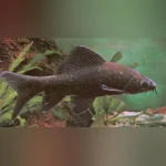 Black Labeo Shark