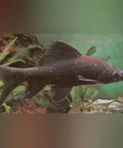 Black Labeo Shark