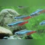 Neon Tetra