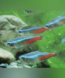 Neon Tetra