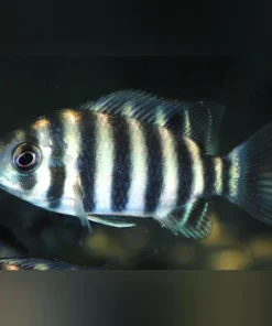 Buttikoferi Cichlid