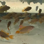 Apistogramma Cacatuoides Orange Flash