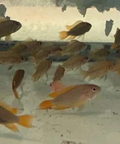 Apistogramma Cacatuoides Orange Flash