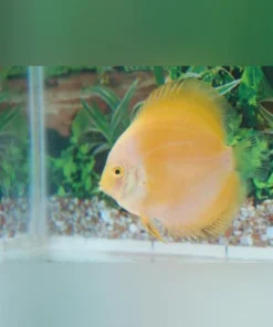 Yellow Marlboro Discus