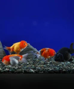 Lionhead Goldfish