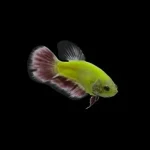 Glo Betta Green