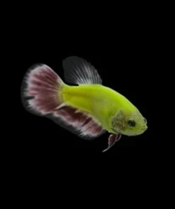Glo Betta Green