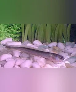 Prehistoric Dragon Goby