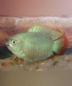 Powder Blue Dwarf Gourami