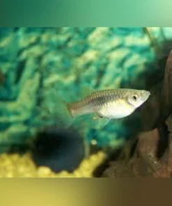 Endler - Female