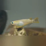 Orange Speckled Ricefish