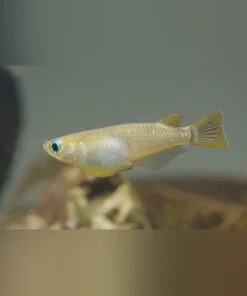 Orange Speckled Ricefish