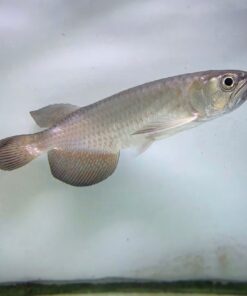 Leichardti Arowana For Sale