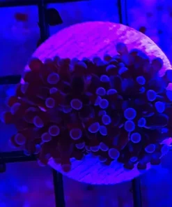 Cristata Torch Coral frags