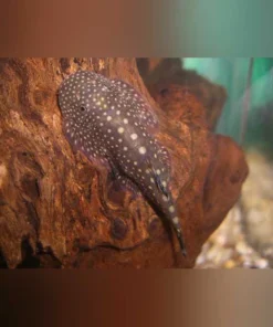 Polka Dot Hillstream Loach