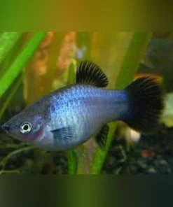Blue Mickey Mouse Platy