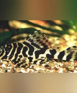L-134 Leopard Frog Pleco