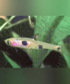 Clown Spot Dwarf Rasbora