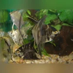 Assorted Angelfish Medium Size (Lot of 4)