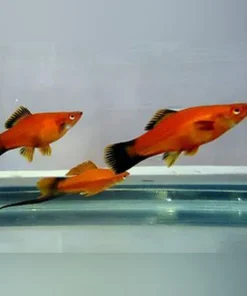 Assorted Swordtails (Lot of 6)