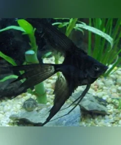 Full Black Veil Angelfish