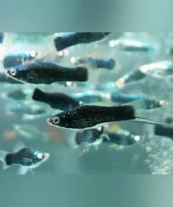 Black Nubian Swordtail