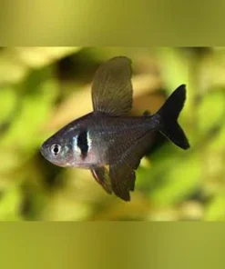 Black Phantom Tetra