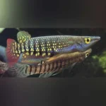 Rainbow Striped Killifish