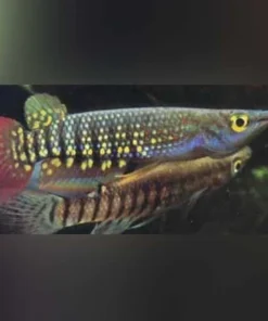 Rainbow Striped Killifish