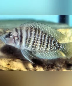 Calvus Cichlid