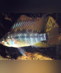 Apistogramma Eunotus Dwarf Cichlid