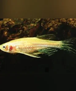 Gold Zebra Danio