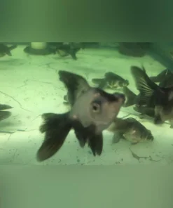 Panda Butterfly Goldfish