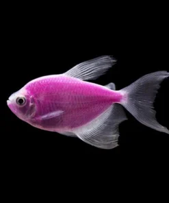 Glo Tetra Long Fin Purple