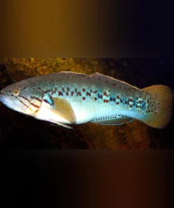 Purple Spot Goby