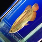 Malaysian Golden Crossback Arowana