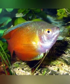 Red Flame Dwarf Gourami