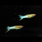 Endler Sky Blue - Male