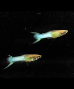 Endler Sky Blue - Male