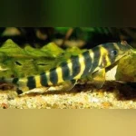 Queen Loach