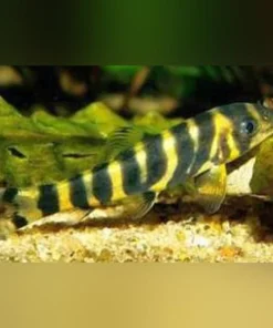 Queen Loach