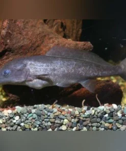 Dolphin Fish