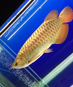 Malaysian Golden Crossback Arowana
