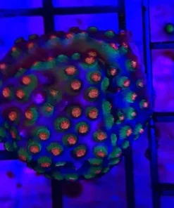 Cyphastrea Orange Coral Frag