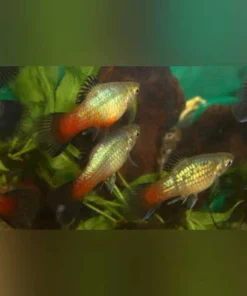 Rainbow Platy